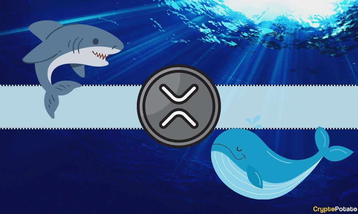 These-two-groups-of-ripple-holders-hold-billions-of-xrp-and-keep-buying:-details