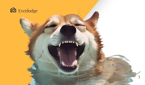 Whales-are-stacking-everlodge,-what’s-next-for-shiba-inu-and-xrp?