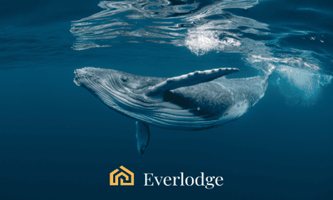 Cardano-(ada)-announces-new-partnership,-everlodge-(eldg)-and-solana-(sol)-bull-run-continues