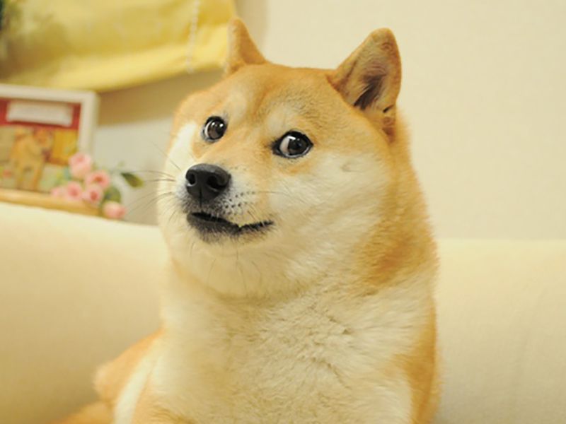 Shib,-doge-top-open-futures-rankings-as-bitcoin-rally-spurs-risk-taking
