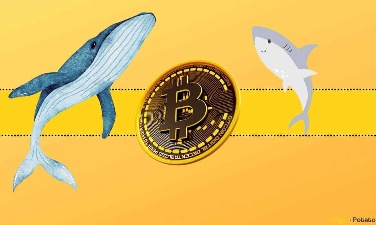 This-whale-is-cashing-out-millions-as-bitcoin-(btc)-price-correction-looms