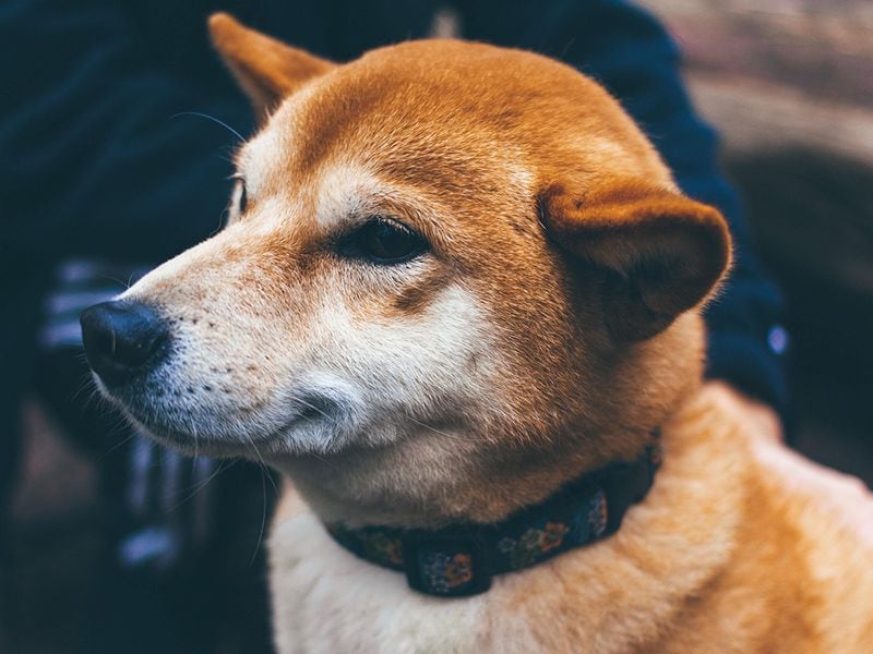 Dogecoin’s-9%-swing-amid-fake-rumor-of-mascot’s-death-riles-up-crypto-enthusiasts