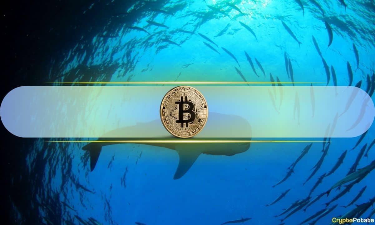 Bitcoin’s-bull-run-fallout-as-whales-and-sharks-unleash-selling-spree:-cryptoquant