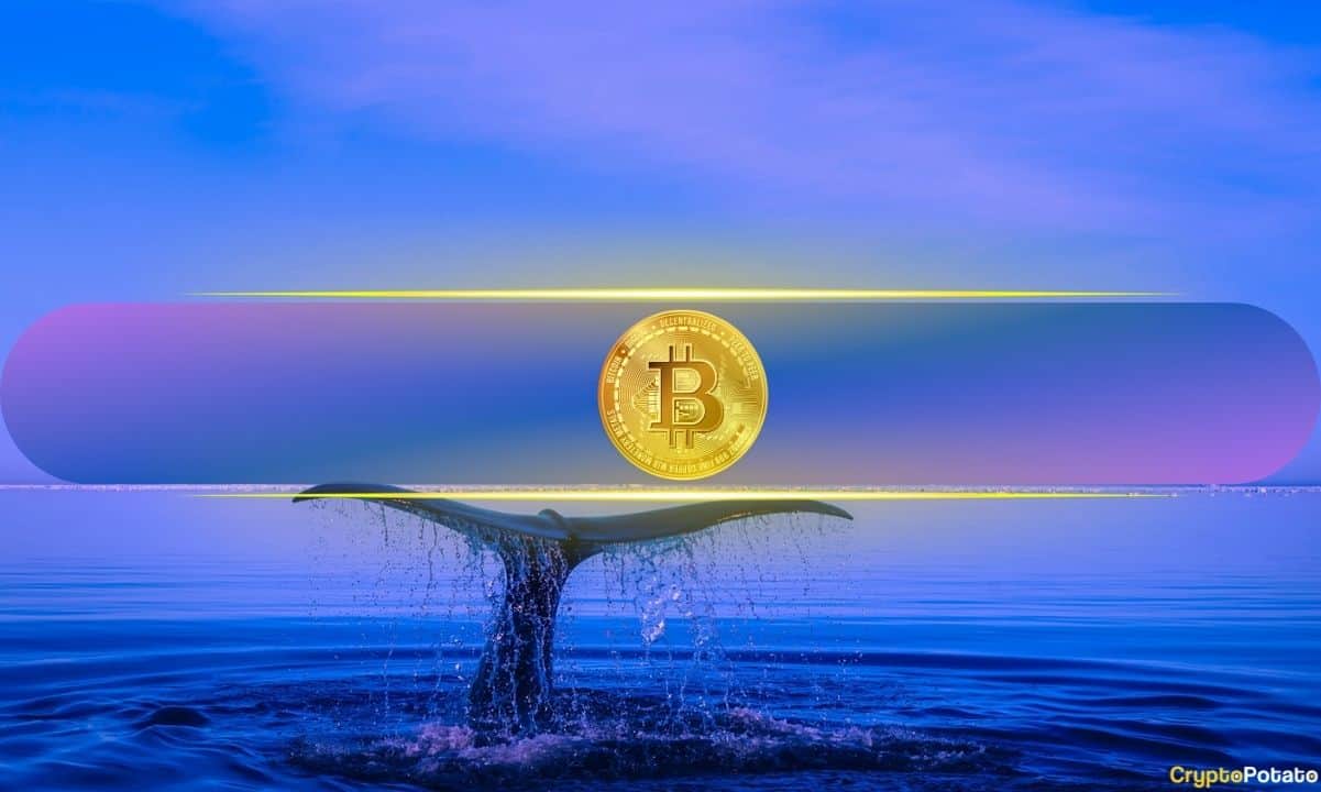 Impatient-bitcoin-holders-realize-losses-as-whales-seize-the-opportunity-to-scoop-btc:-analysis