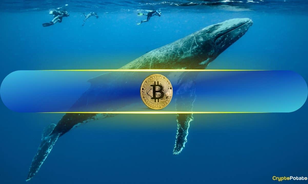 Bitcoin-whales-scoop-up-over-100,000-btc-in-10-days-in-rapid-accumulation