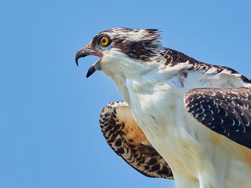 Osprey-bitcoin-trust-looking-for-a-buyer-or-possible-merger-with-bitcoin-etf