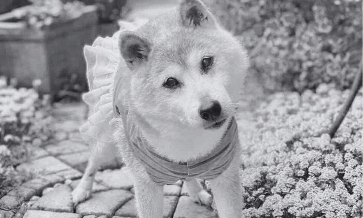 Farewell,-doge:-kabosu,-the-shiba-inu-behind-the-iconic-meme,-dies-at-18