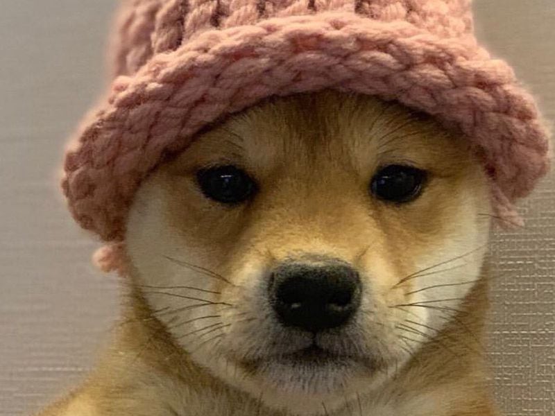 In-defense-of-fundamental-analysis-amid-memecoin-mania