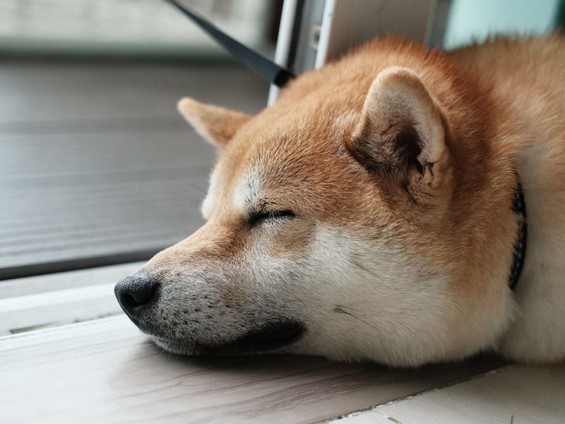 Dogecoin-traders-appear-to-short-token-as-meme-coin-frenzy-eases